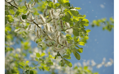Nasiona topoli - czy unoszący się w powietrzu alergiczny pył jest szkodliwy dla zdrowia?