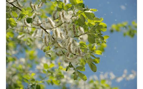 Nasiona topoli - czy unoszący się w powietrzu alergiczny pył jest szkodliwy dla zdrowia?